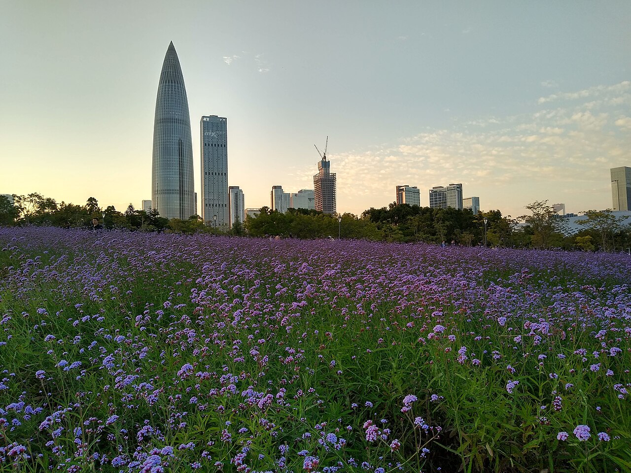 منتزه خليج شينزين (Shenzhen Bay Park)